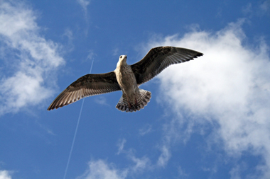 تحدث و حلِّق - speak and fly